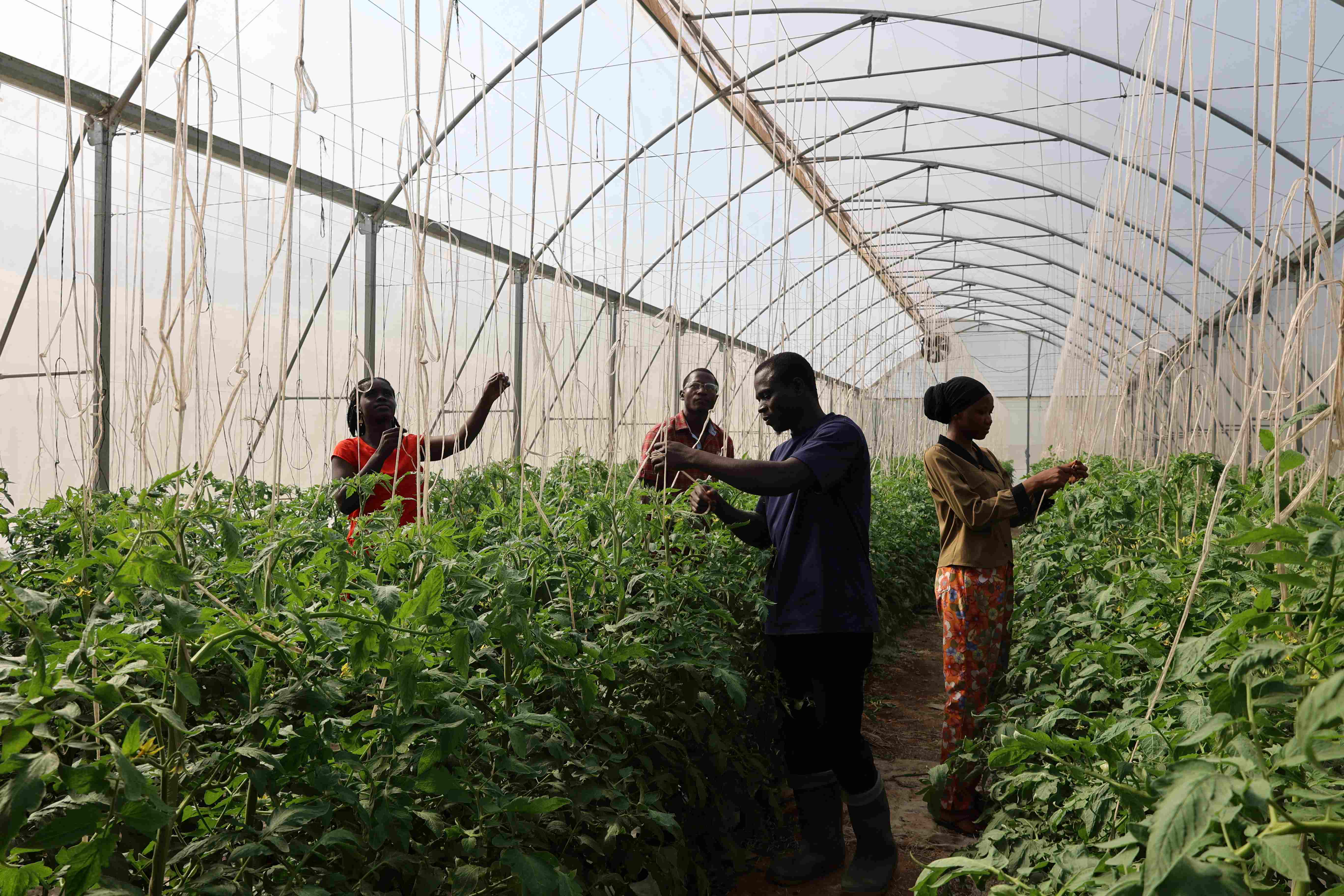 Greenhouse
