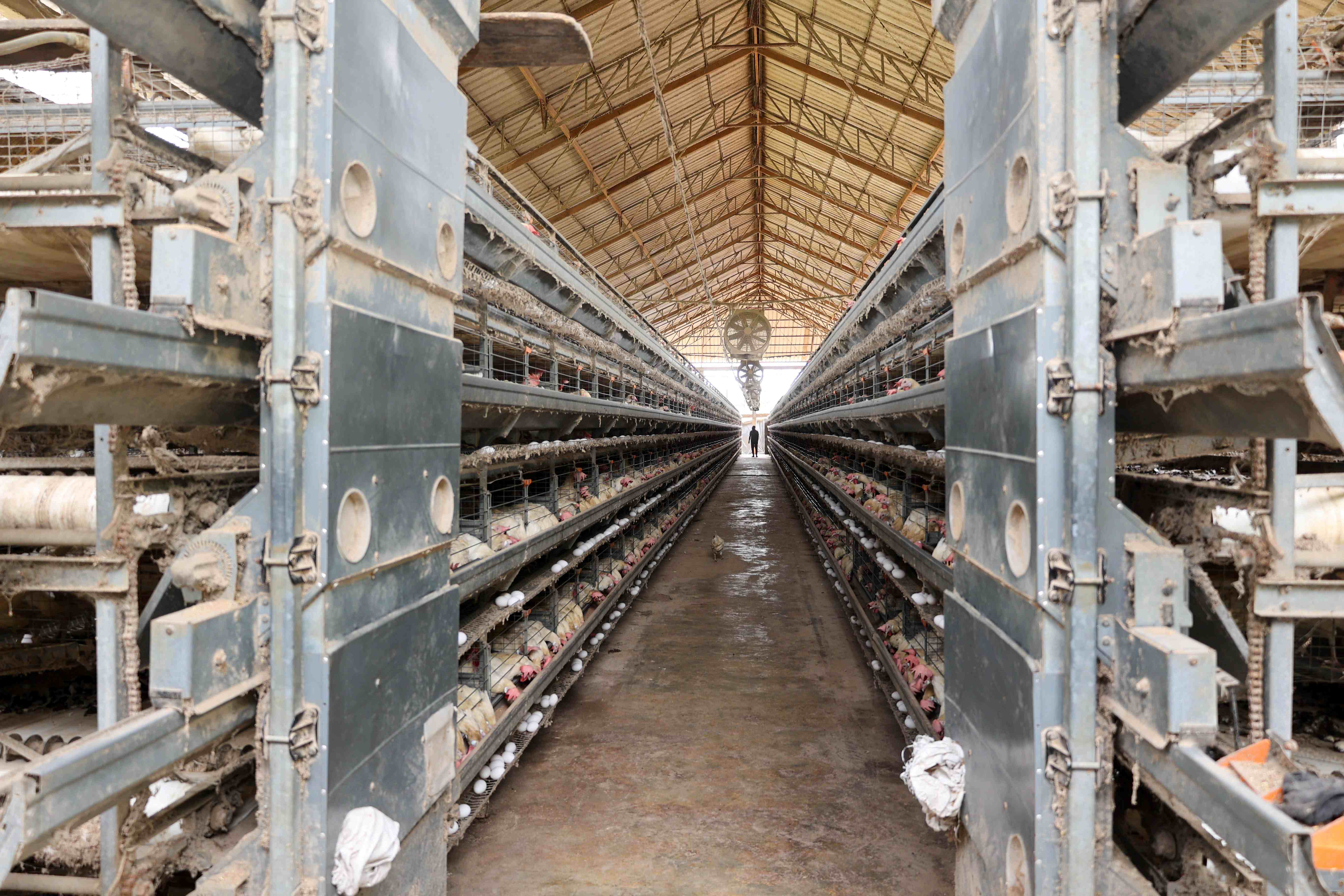 Battery cage system