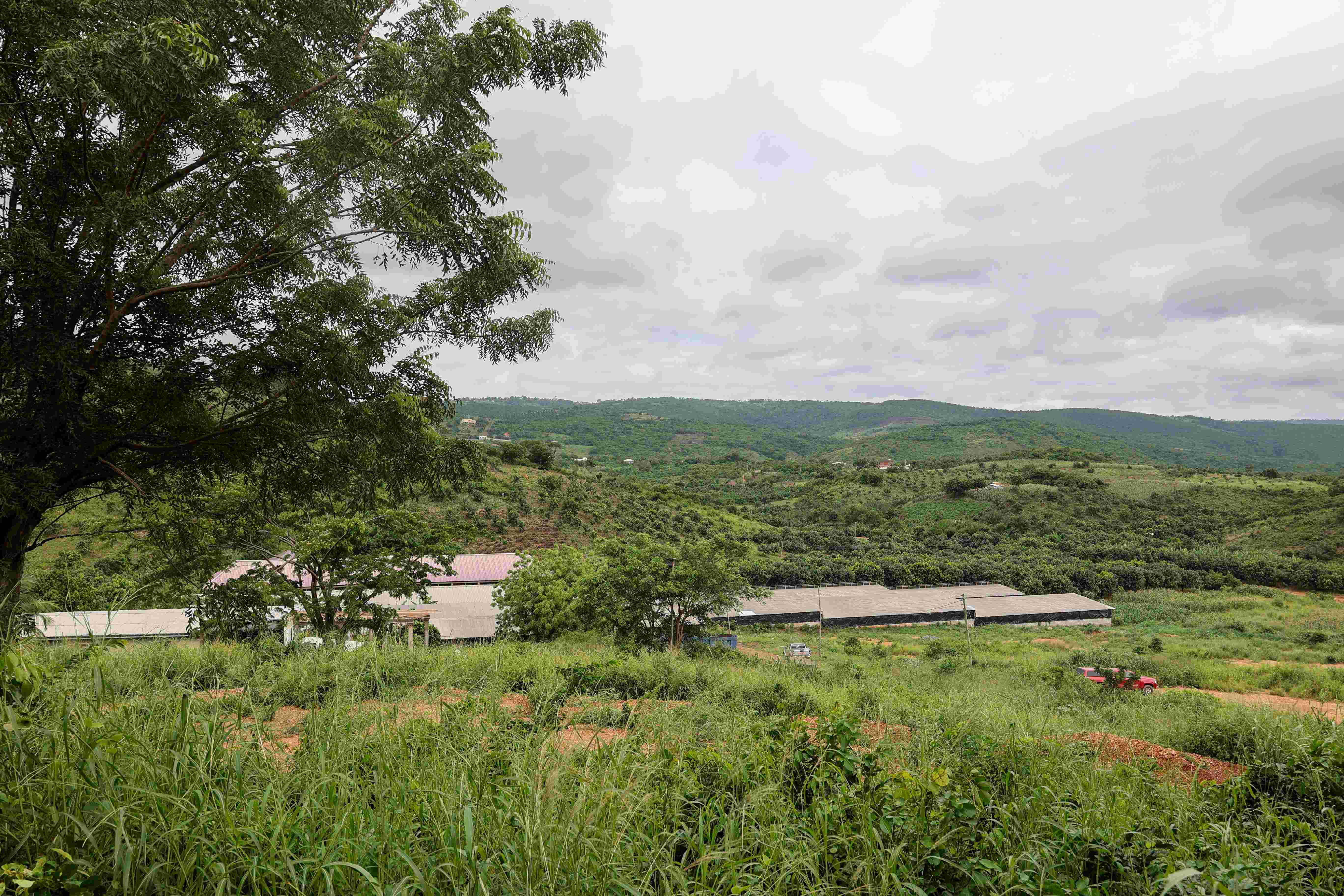 Mr. Tettey's farm